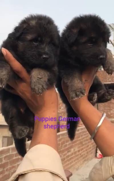 Top Quality All Breeds Available Puppy