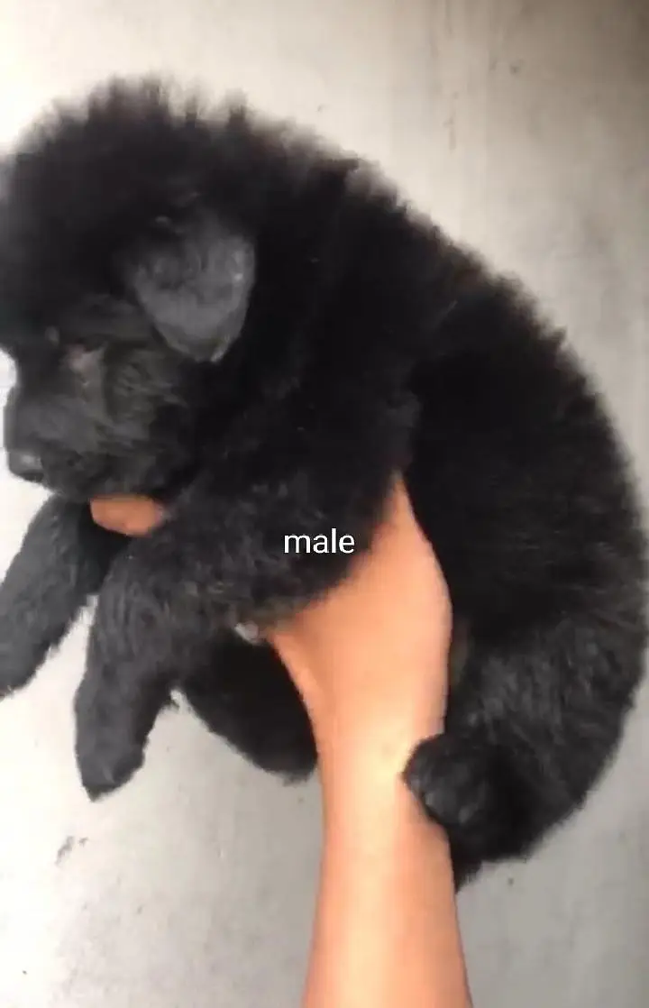 Top Quality All Breeds Available Puppy — photo 2