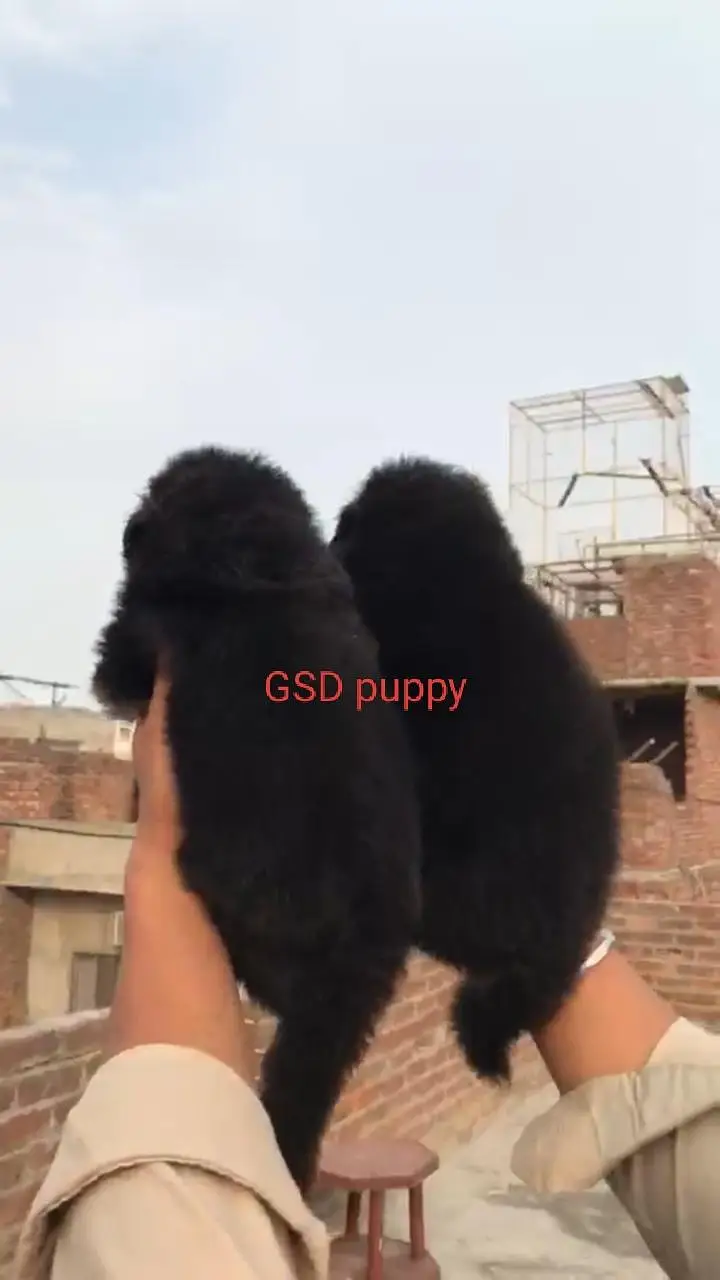 Top Quality All Breeds Available Puppy — photo 3