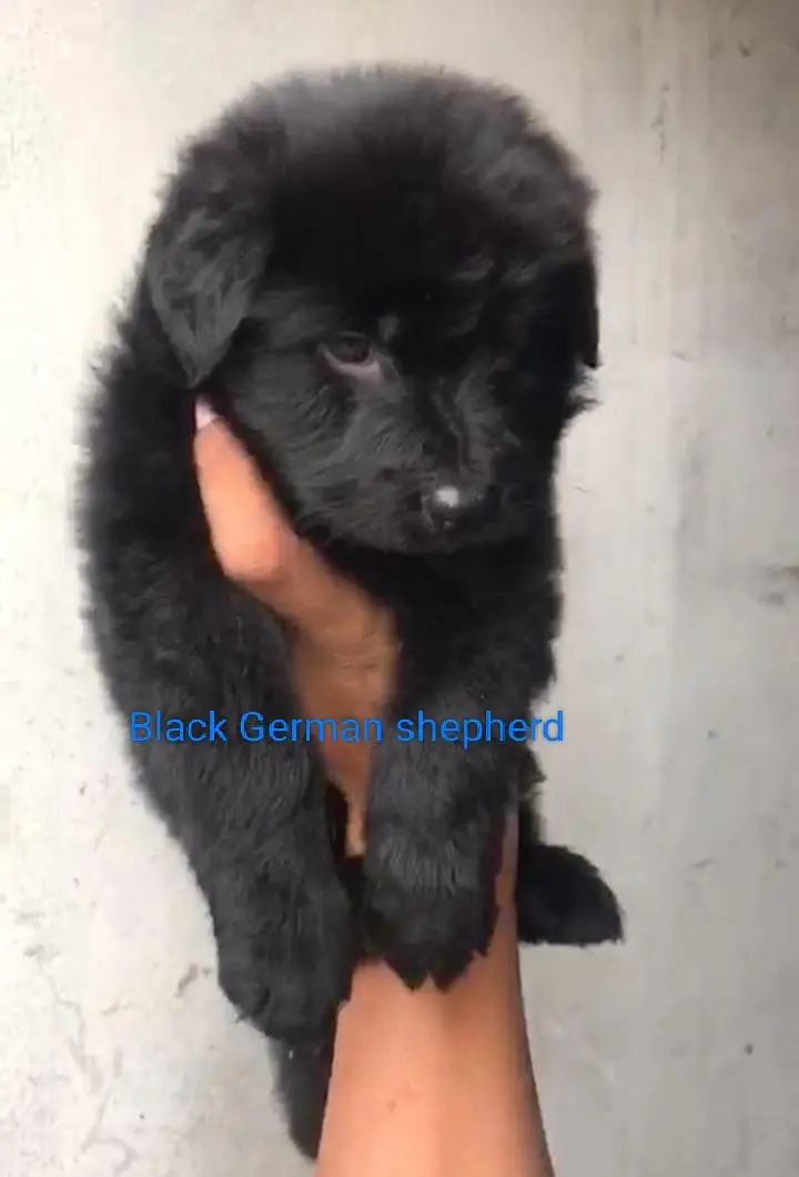 Top Quality All Breeds Available Puppy — photo 4