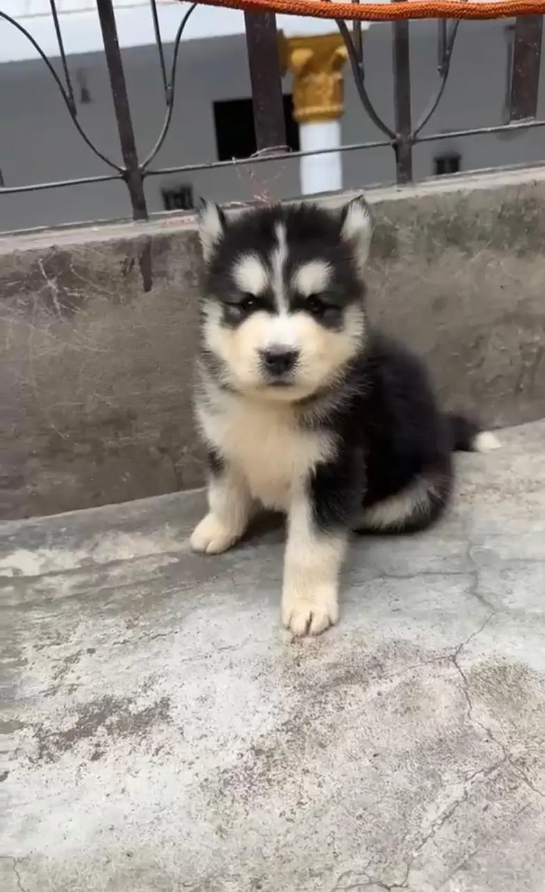 Top Quality All Breeds Available Puppy — photo 5