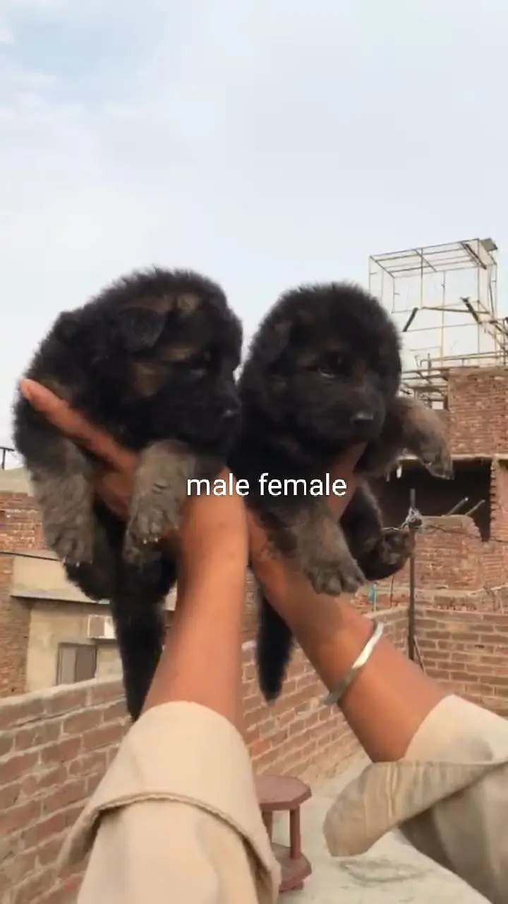 Top Quality All Breeds Available Puppy — photo 7