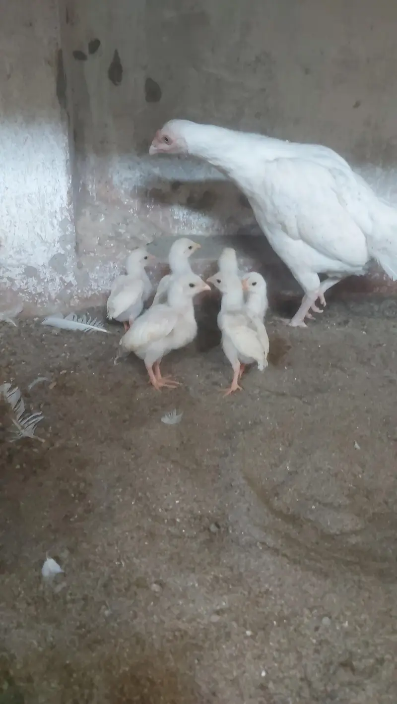Aseel Heera Chicks and Breeder Hen Available — photo 2