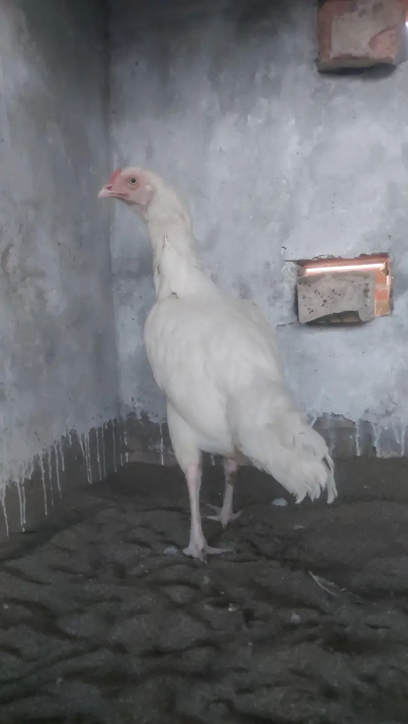 Aseel Heera Chicks and Breeder Hen Available — photo 3