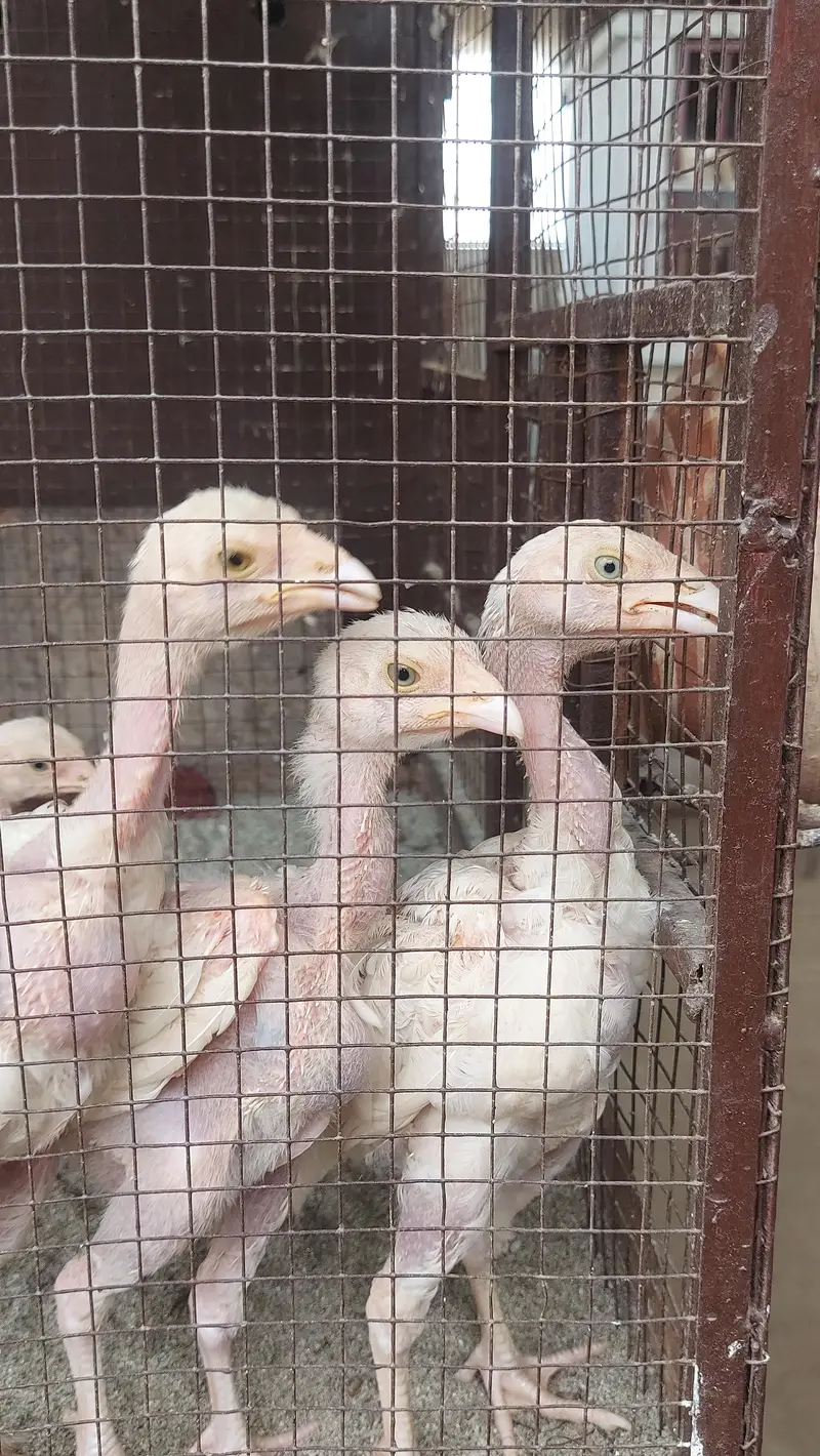 Aseel Heera Chicks and Breeder Hen Available — photo 4
