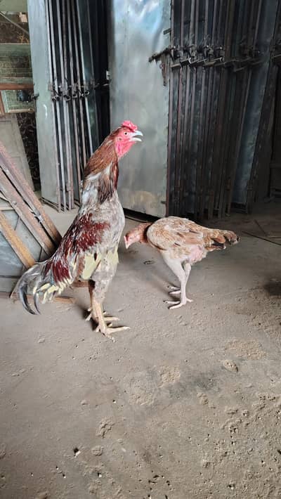 aseel breeder pair