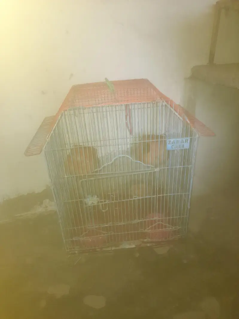pinjra or sath box 03066289475 — photo 2