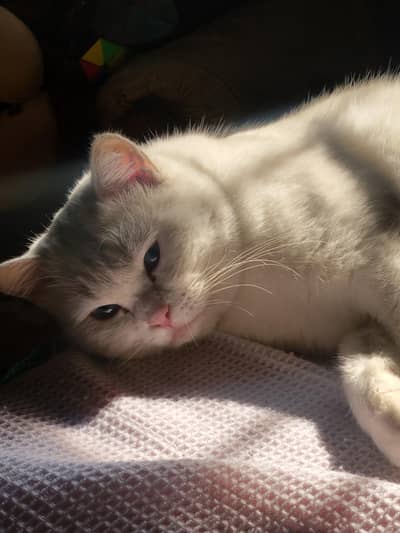2 Male cats age 2 years looking for a loving family