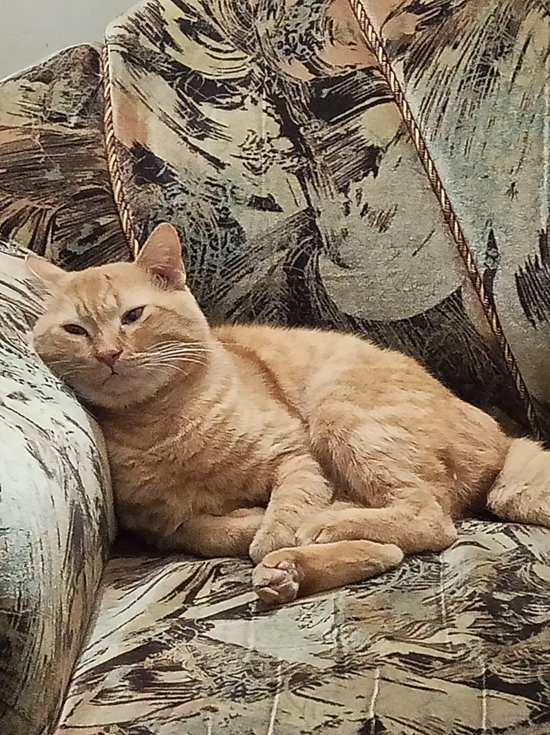 2 Male cats age 2 years looking for a loving family — photo 2