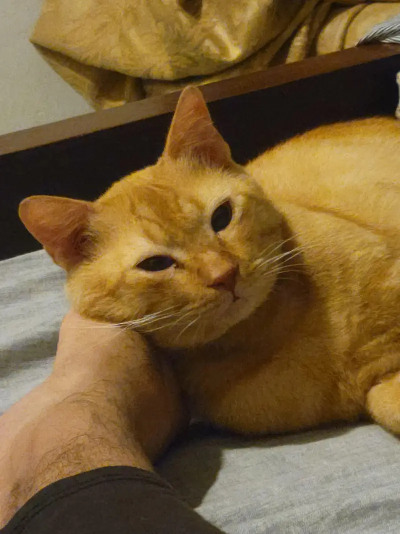 2 Male cats age 2 years looking for a loving family — photo 3