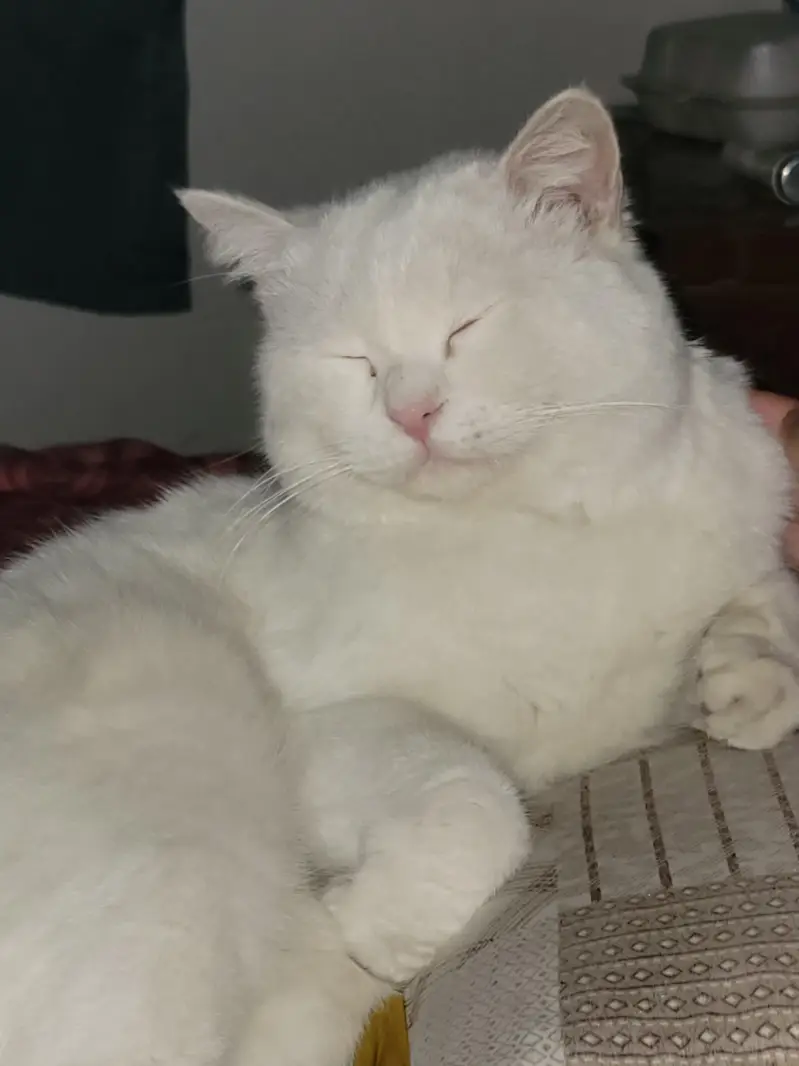 2 Male cats age 2 years looking for a loving family — photo 4