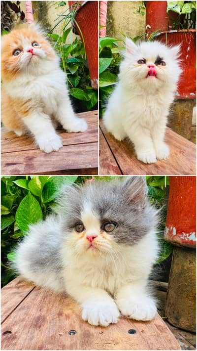 Extreme punch face kitten