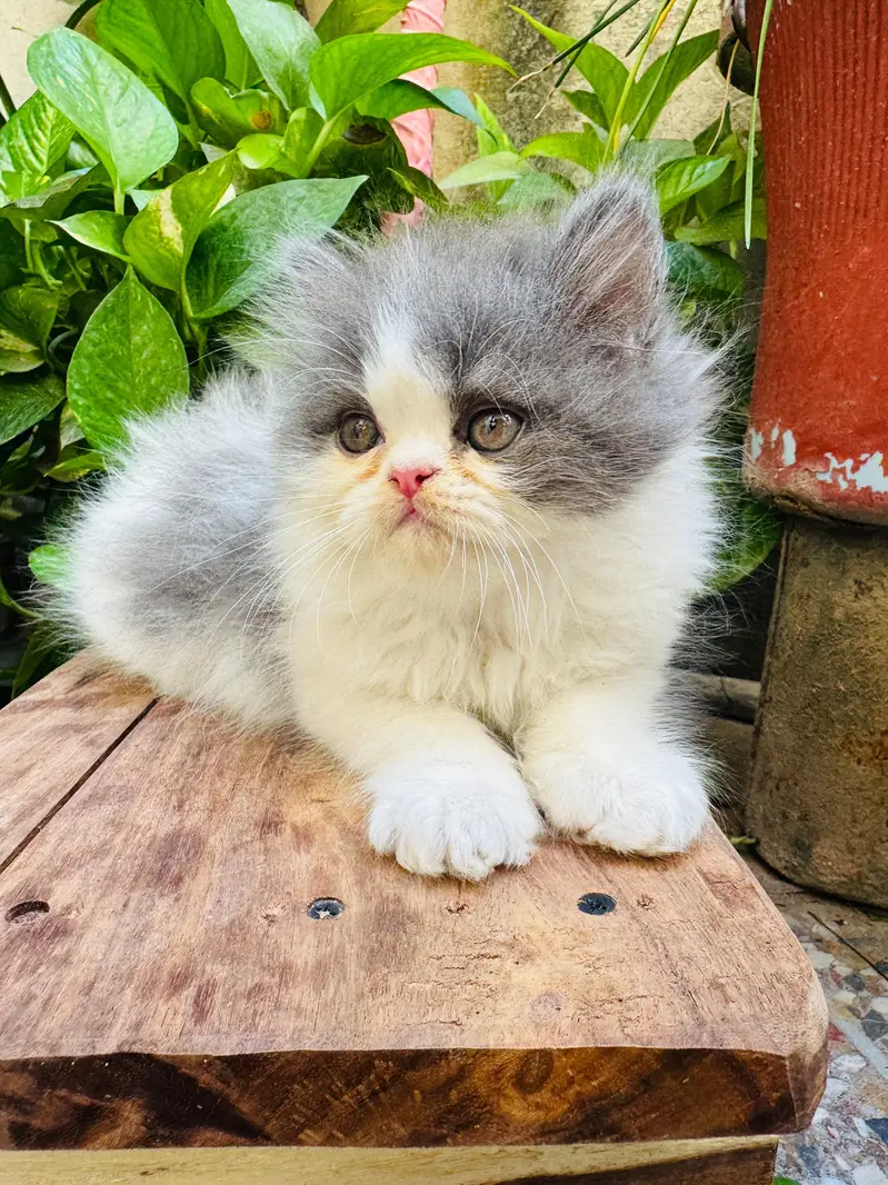 Extreme punch face kitten — photo 2