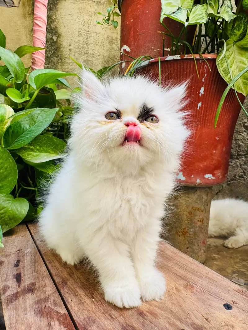 Extreme punch face kitten — photo 4