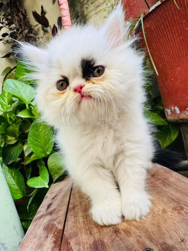 Extreme punch face kitten — photo 5
