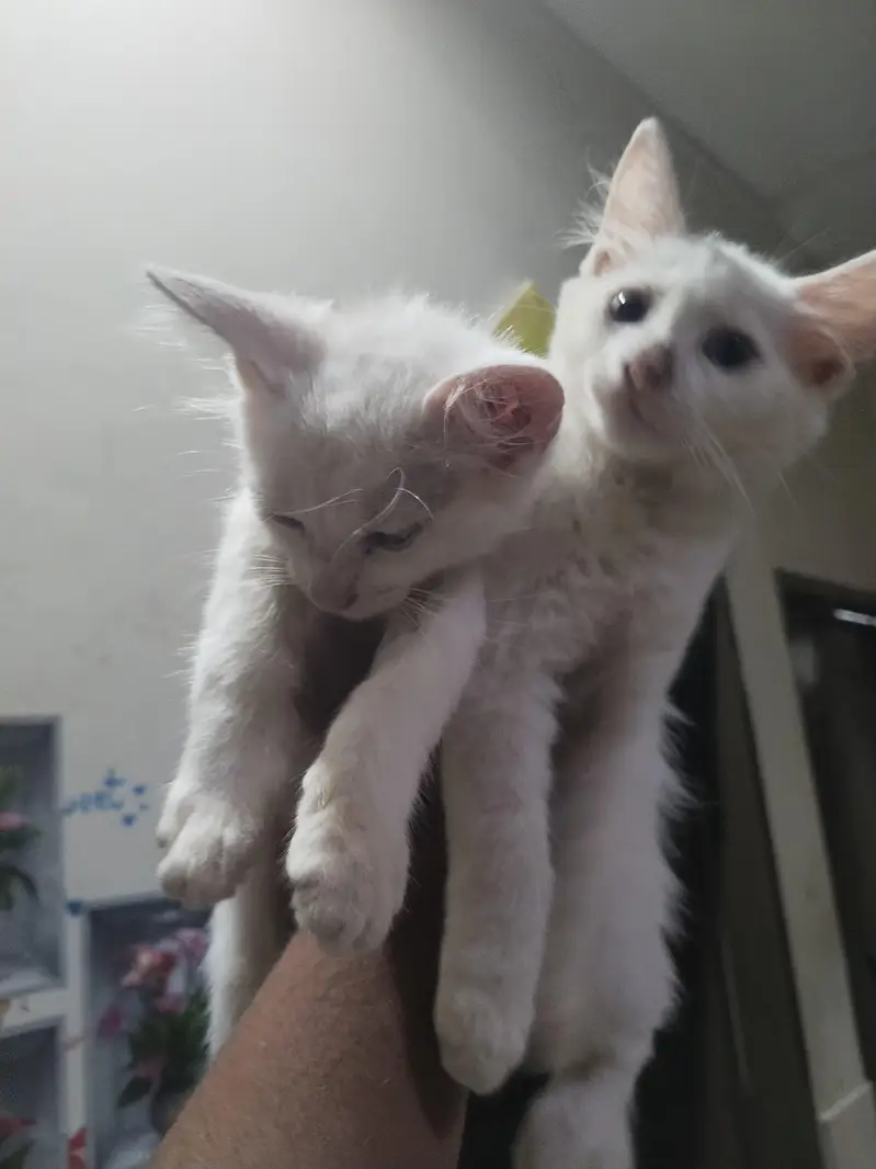 Pair of Persian cats — photo 2