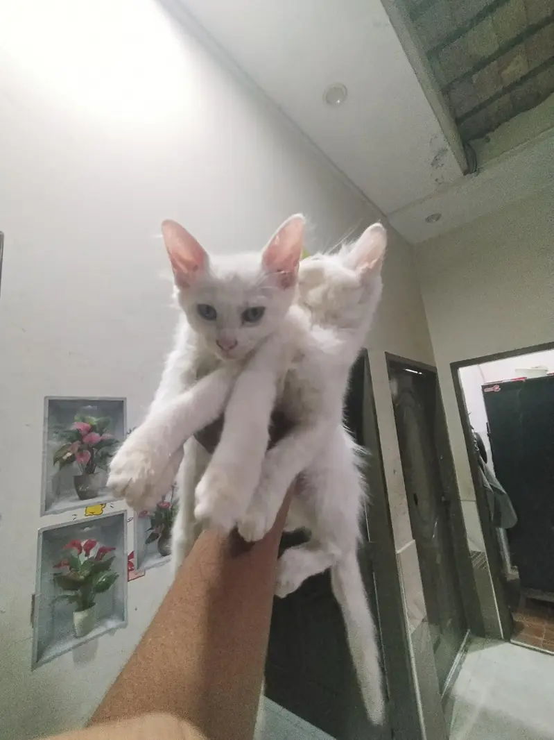 Pair of Persian cats — photo 4