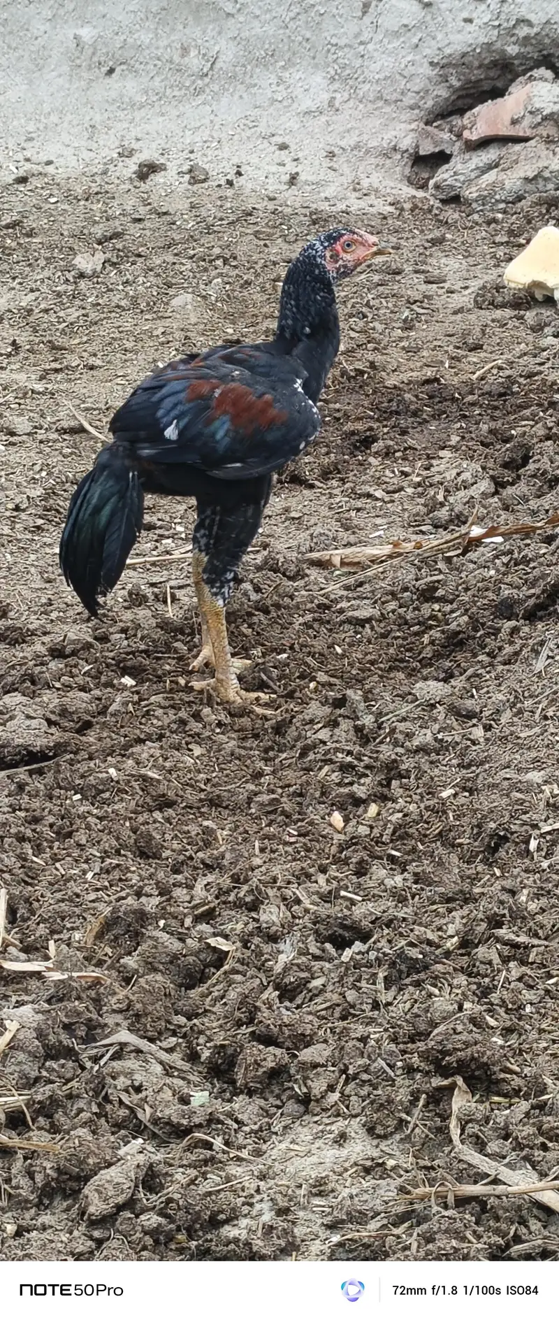2 Aseel Chicks — photo 2