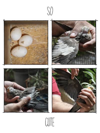 (Hand Taimed) Australian Cockatiels 1 Pair + 1 Male