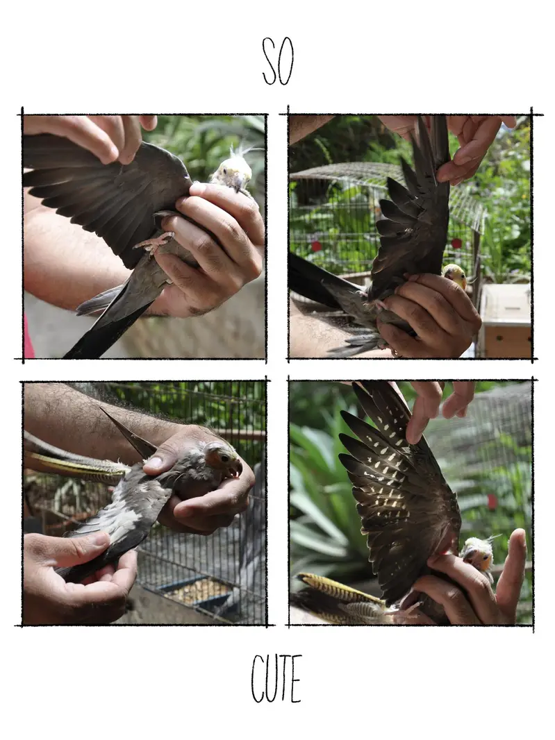 (Hand Taimed) Australian Cockatiels 1 Pair + 1 Male — photo 2