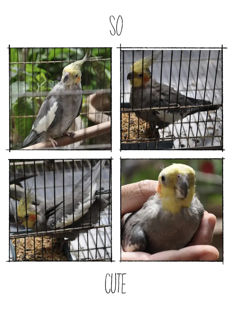 (Hand Taimed) Australian Cockatiels 1 Pair + 1 Male — photo 3