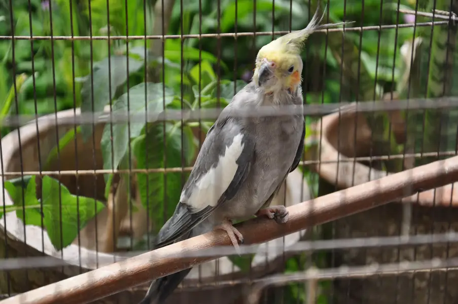 (Hand Taimed) Australian Cockatiels 1 Pair + 1 Male — photo 4