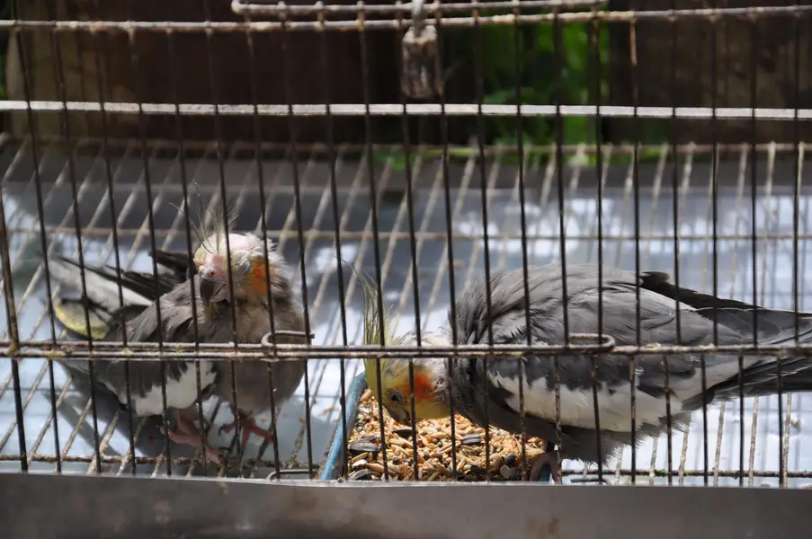 (Hand Taimed) Australian Cockatiels 1 Pair + 1 Male — photo 5
