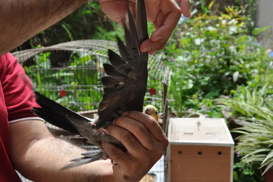 (Hand Taimed) Australian Cockatiels 1 Pair + 1 Male — photo 6