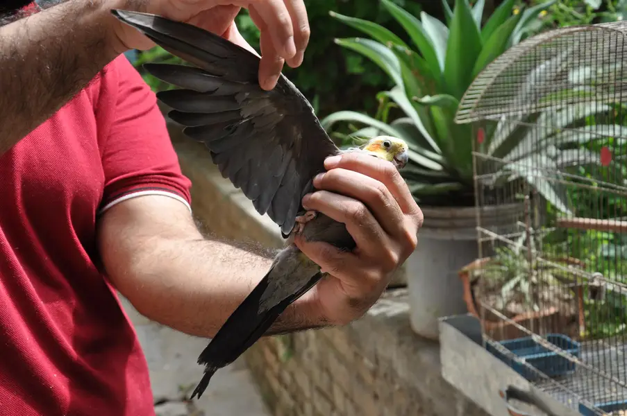 (Hand Taimed) Australian Cockatiels 1 Pair + 1 Male — photo 7