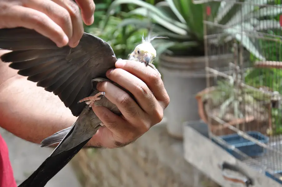 (Hand Taimed) Australian Cockatiels 1 Pair + 1 Male — photo 8