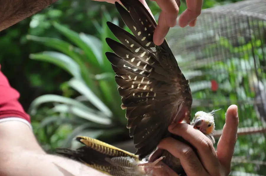 (Hand Taimed) Australian Cockatiels 1 Pair + 1 Male — photo 11