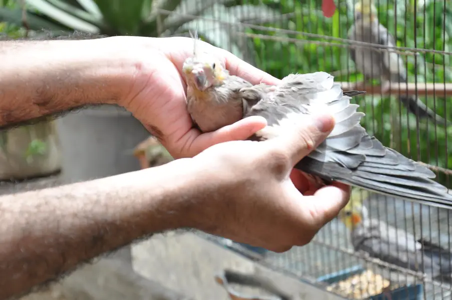 (Hand Taimed) Australian Cockatiels 1 Pair + 1 Male — photo 12