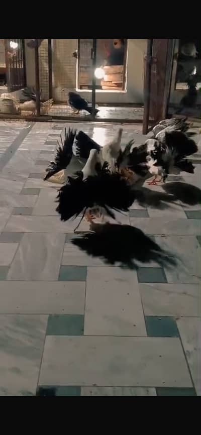 Amerecan luky black tail breders