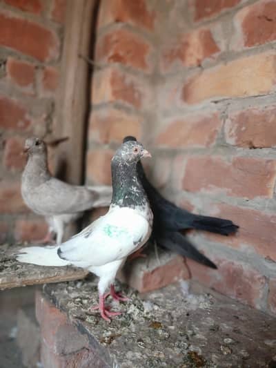 golden pigeon mail