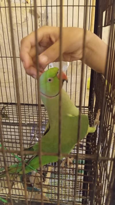 Green Parrot female,