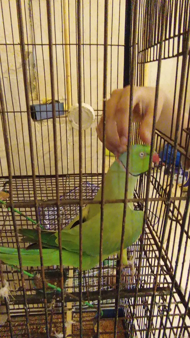 Green Parrot female, — photo 2