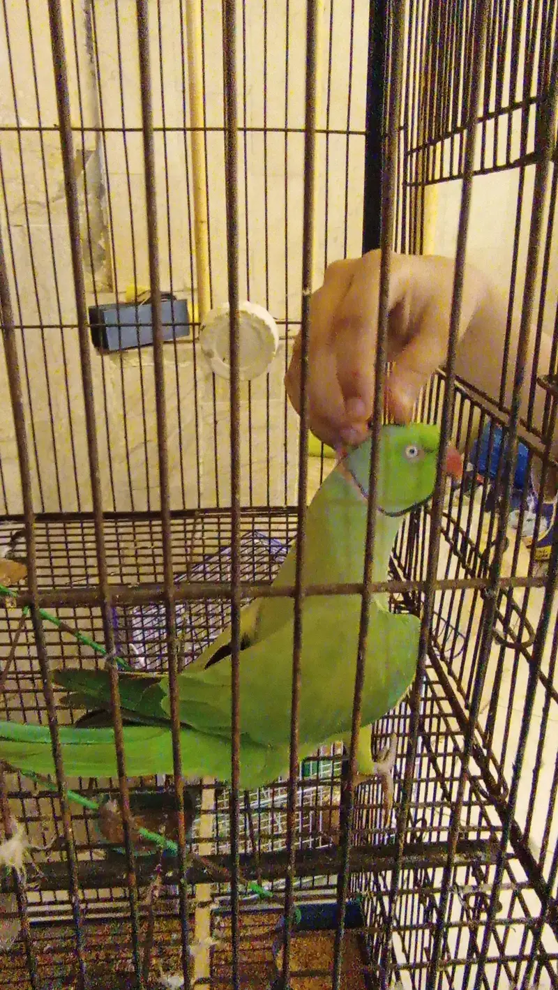 Green Parrot female, — photo 3
