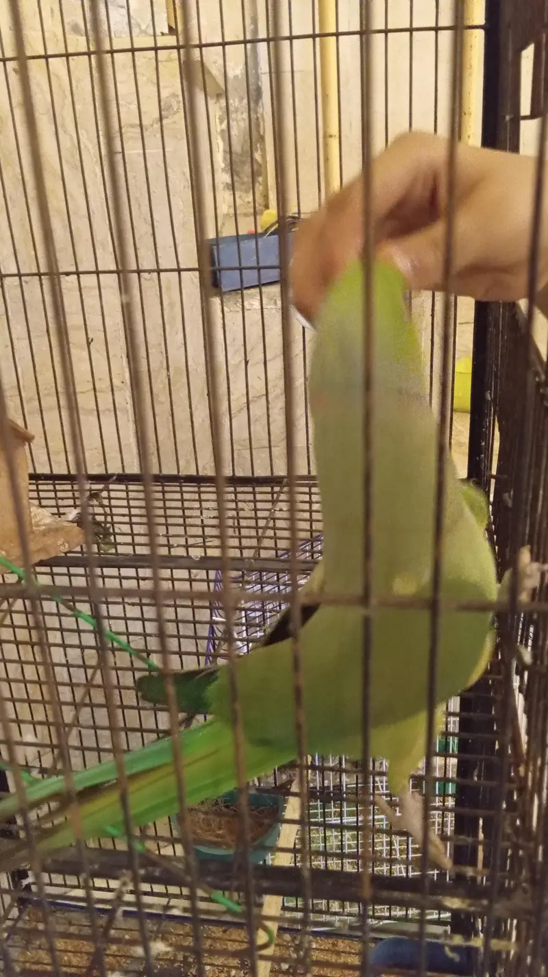 Green Parrot female, — photo 4