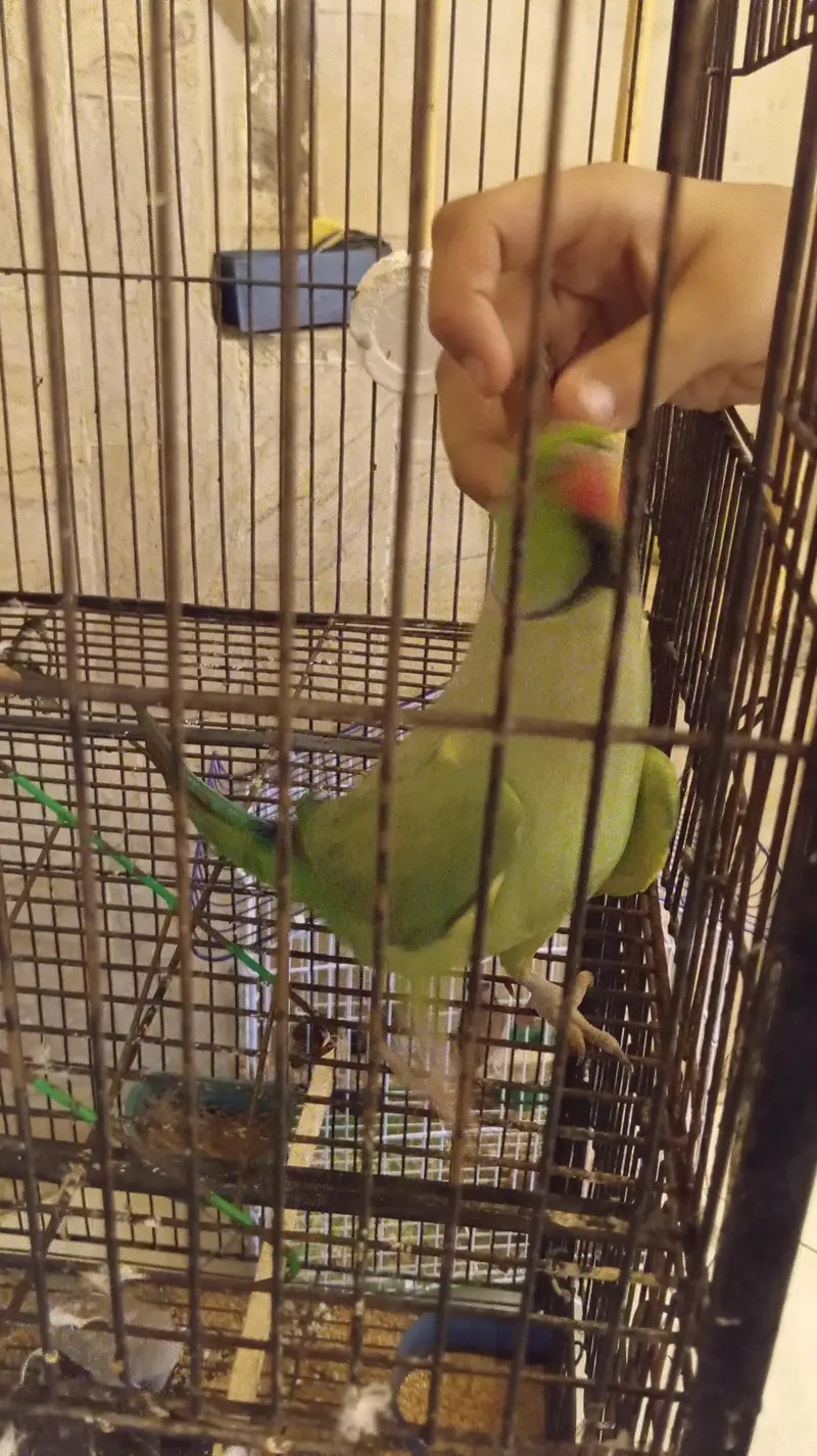 Green Parrot female, — photo 5