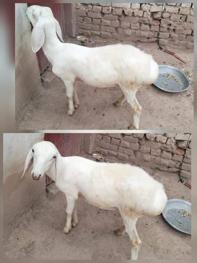 dumba for sell nar pataa age 4 months