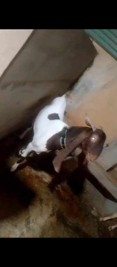 PURE PATERA KAMORA FOR BREEDING 03153526923