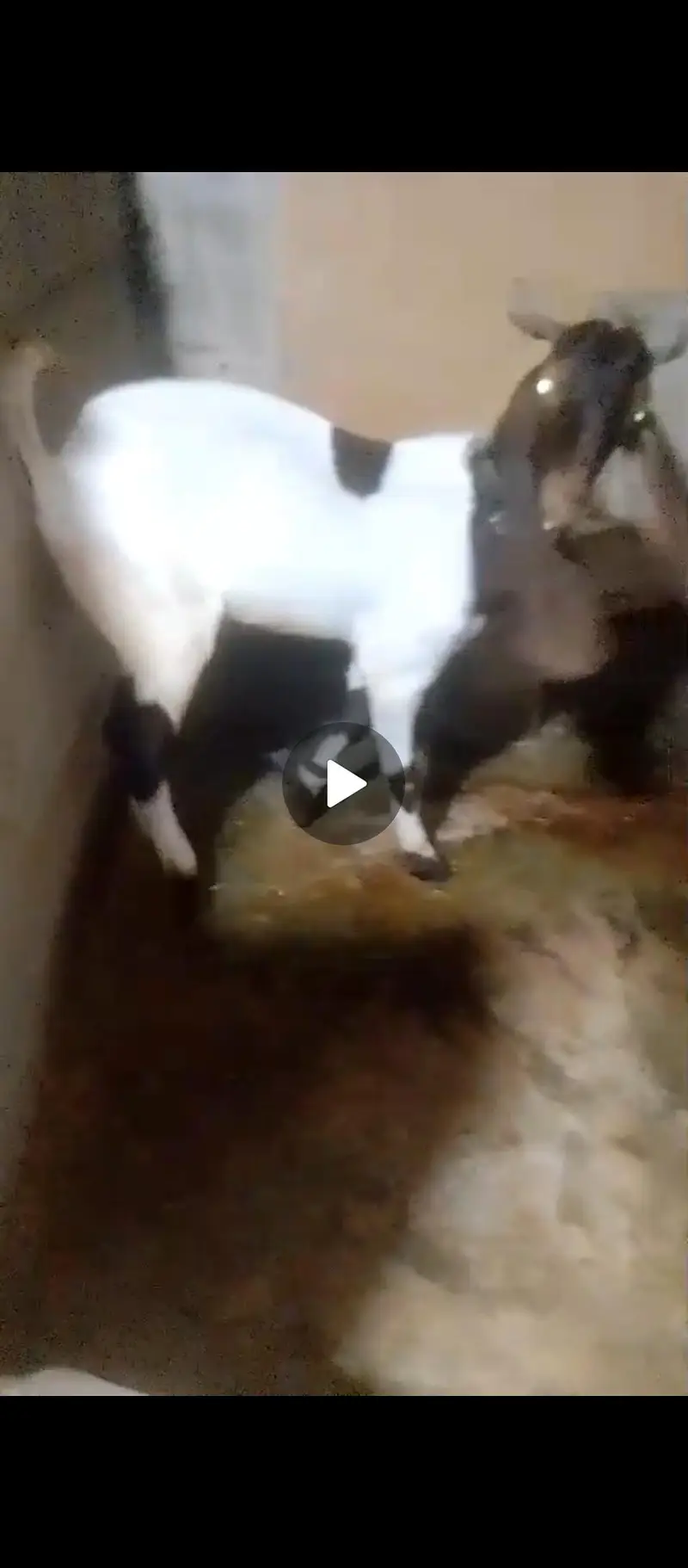 PURE PATERA KAMORA FOR BREEDING 03153526923 — photo 2