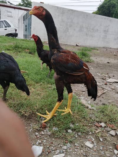 Hens pair