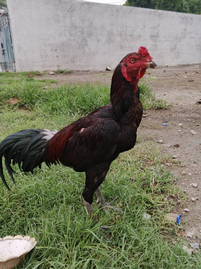 Hens pair 1