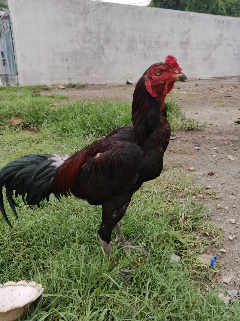 Hens pair — photo 2