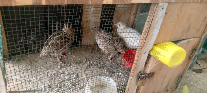 Breeders and egg laying