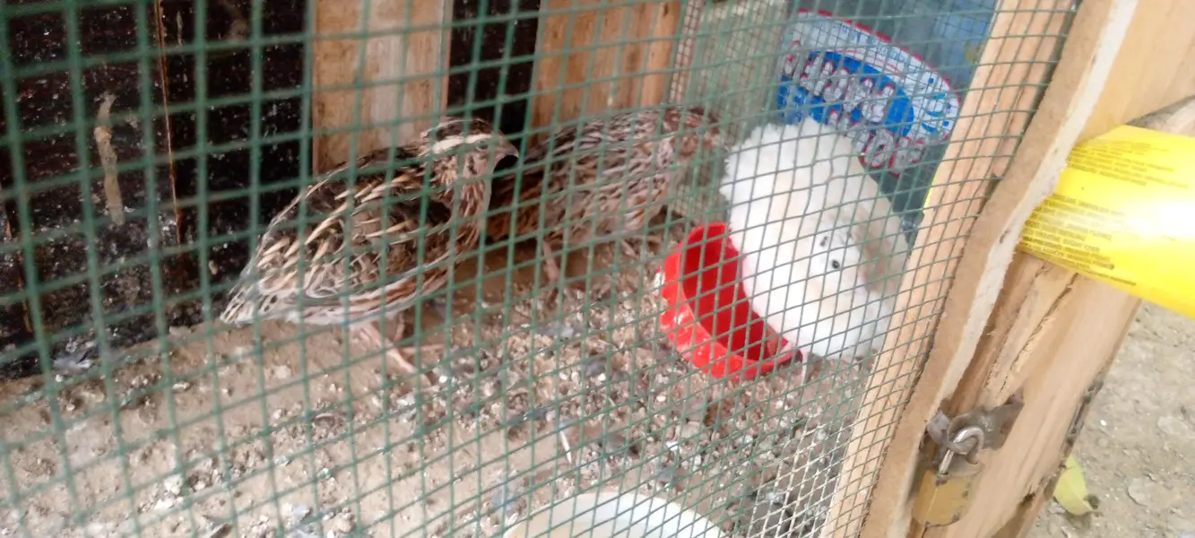 Breeders and egg laying — photo 2
