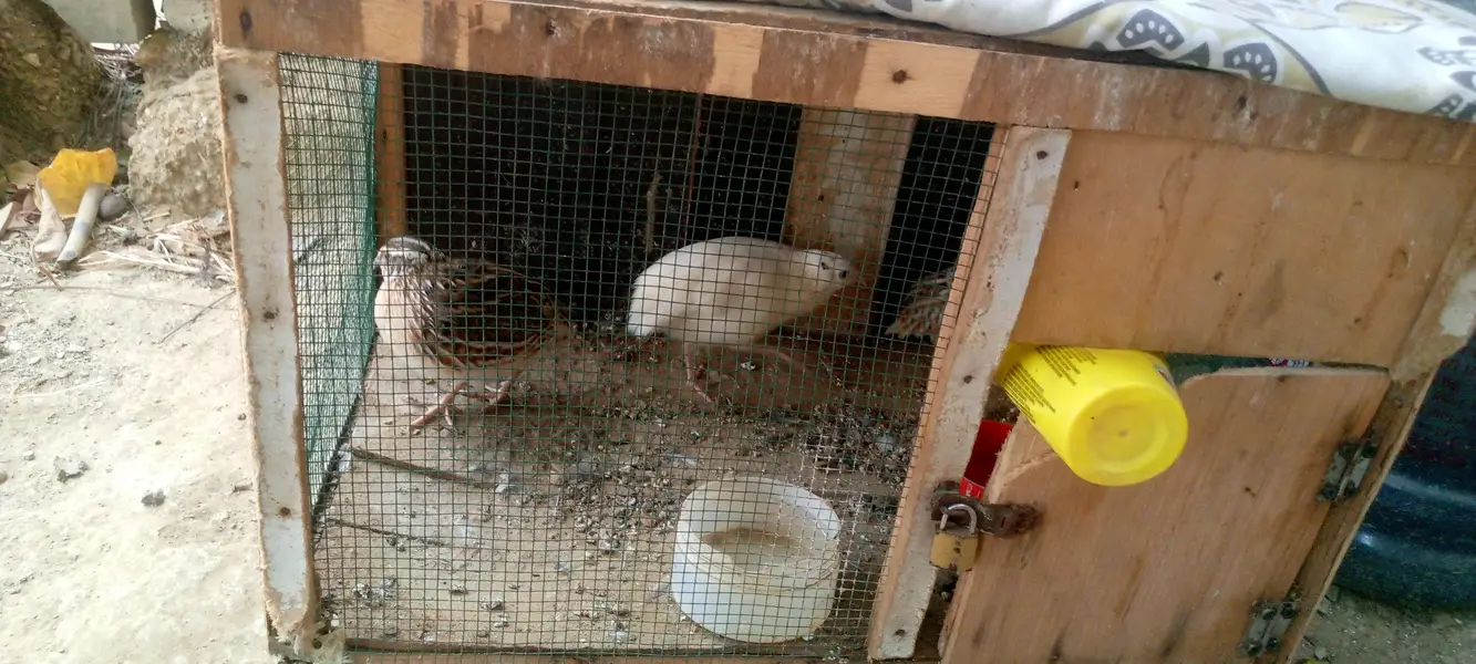 Breeders and egg laying — photo 3