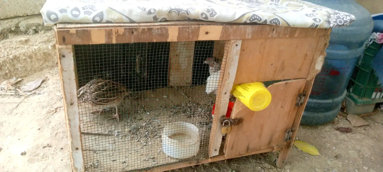 Breeders and egg laying — photo 4