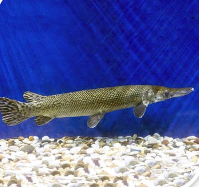 Elegatorgar Fish
